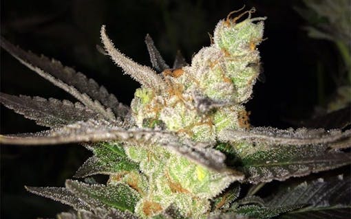sour og marijuana strain