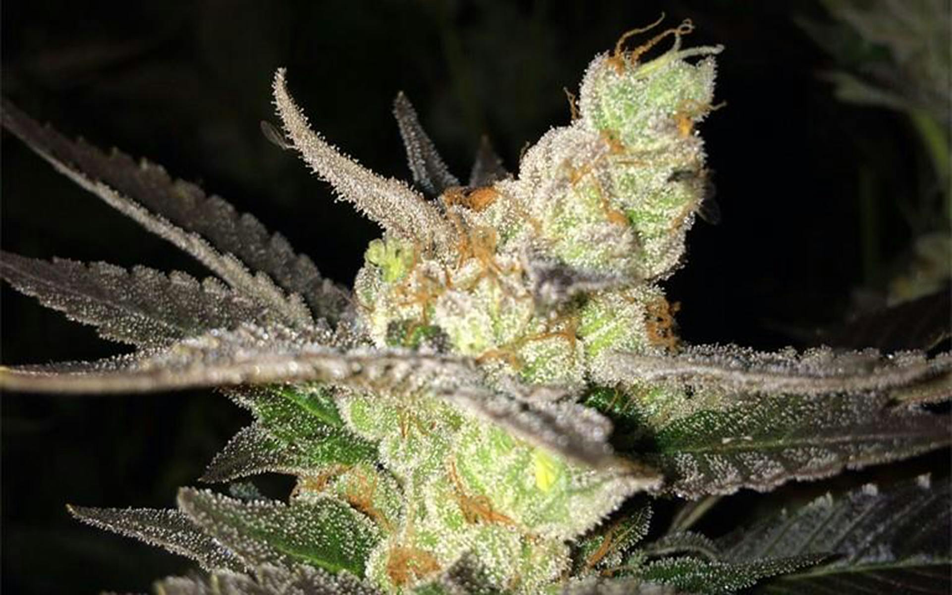 Tips for Growing Sour OG Cannabis image