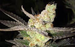 sour og marijuana strain