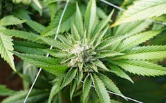 Cannabis Potency: How Does Lab Testing for THC and CBD Work?