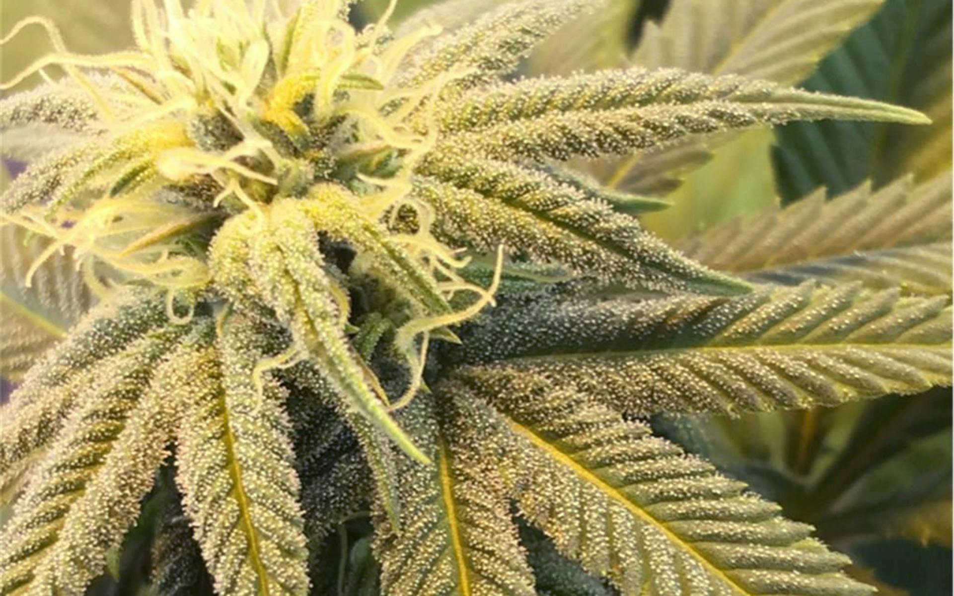 Tips for Growing Afgoo Cannabis image