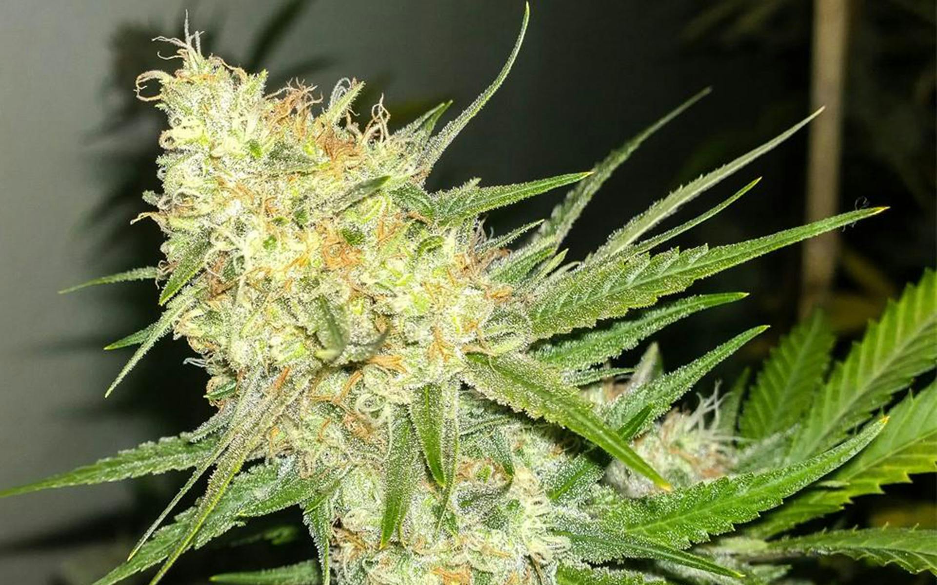 Tips for Growing J1 Cannabis image