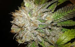 Tips for Growing Platinum Kush Cannabis