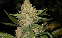 Tips for Growing Silver Haze Cannabis