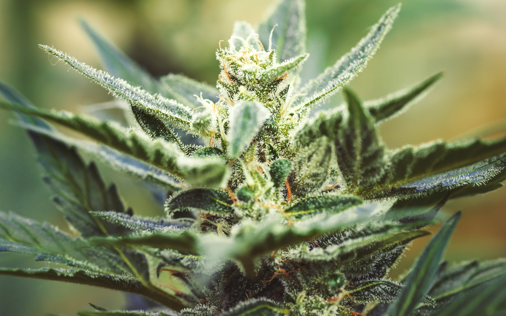 Louis XIII Strain - Hybrid Cannabis Video Review : Hytiva