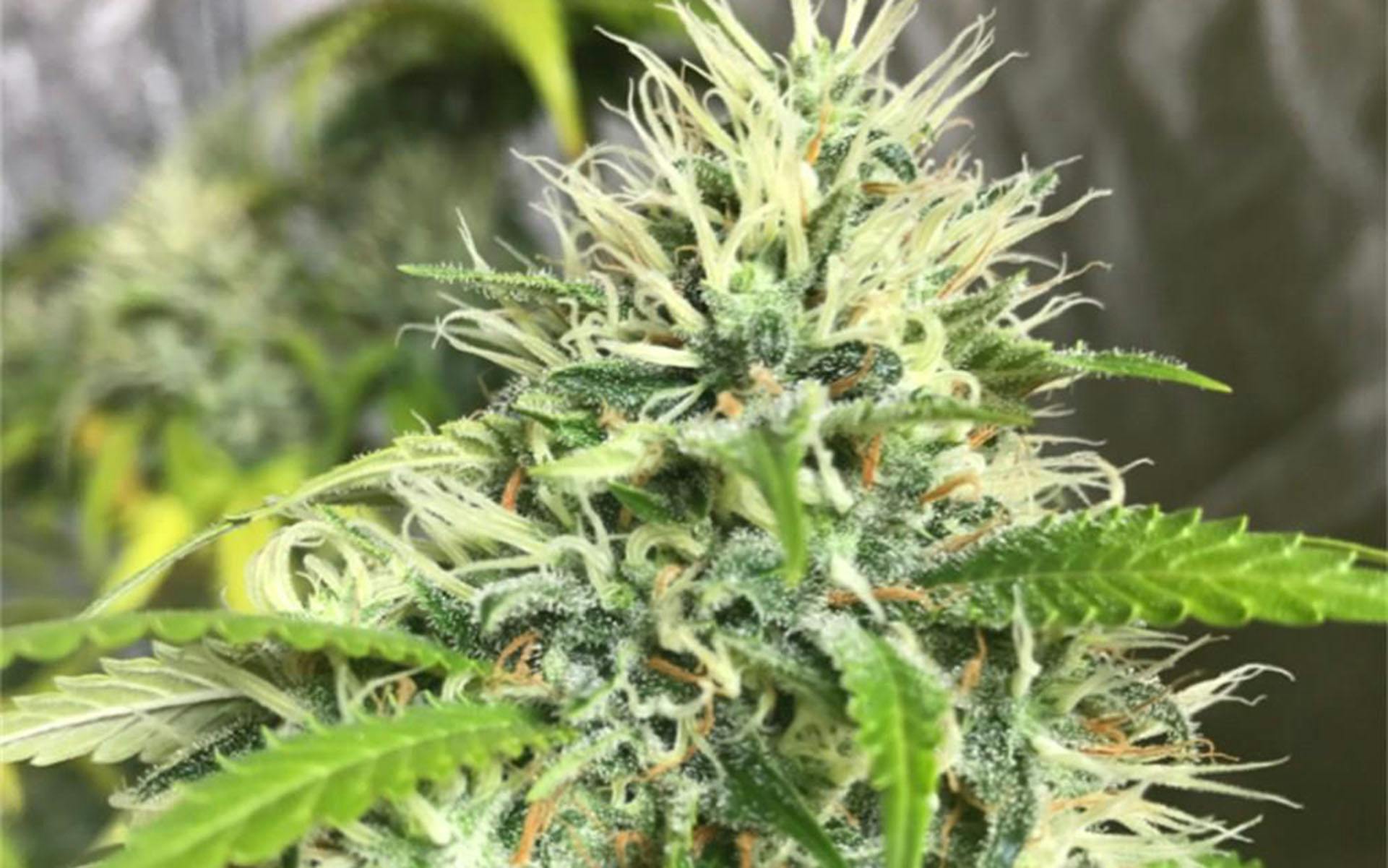 Tips for Growing Cinderella 99 Cannabis | Leafly