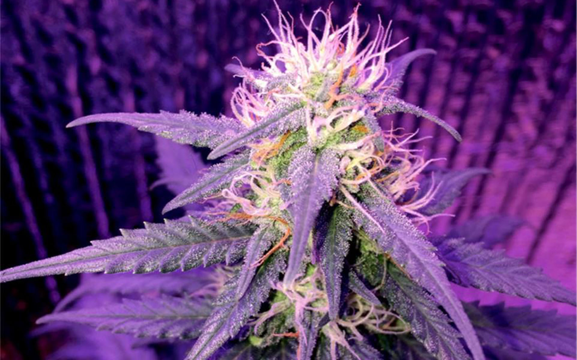 Learn more about growing the Sweet Tooth cannabis strain, including its flo...
