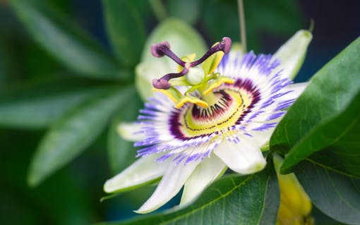 photo of passionflower
