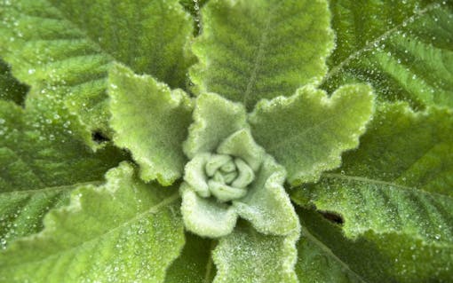 photo of mullein leaf