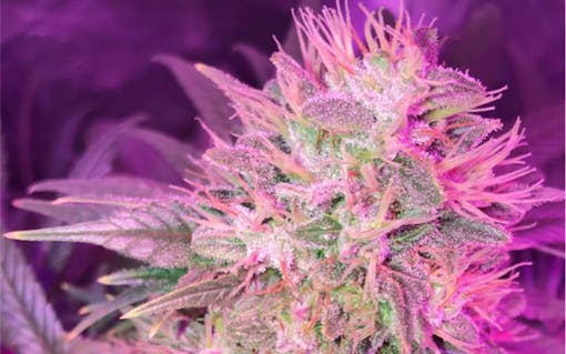 Tips for Growing Sensi Star Cannabis