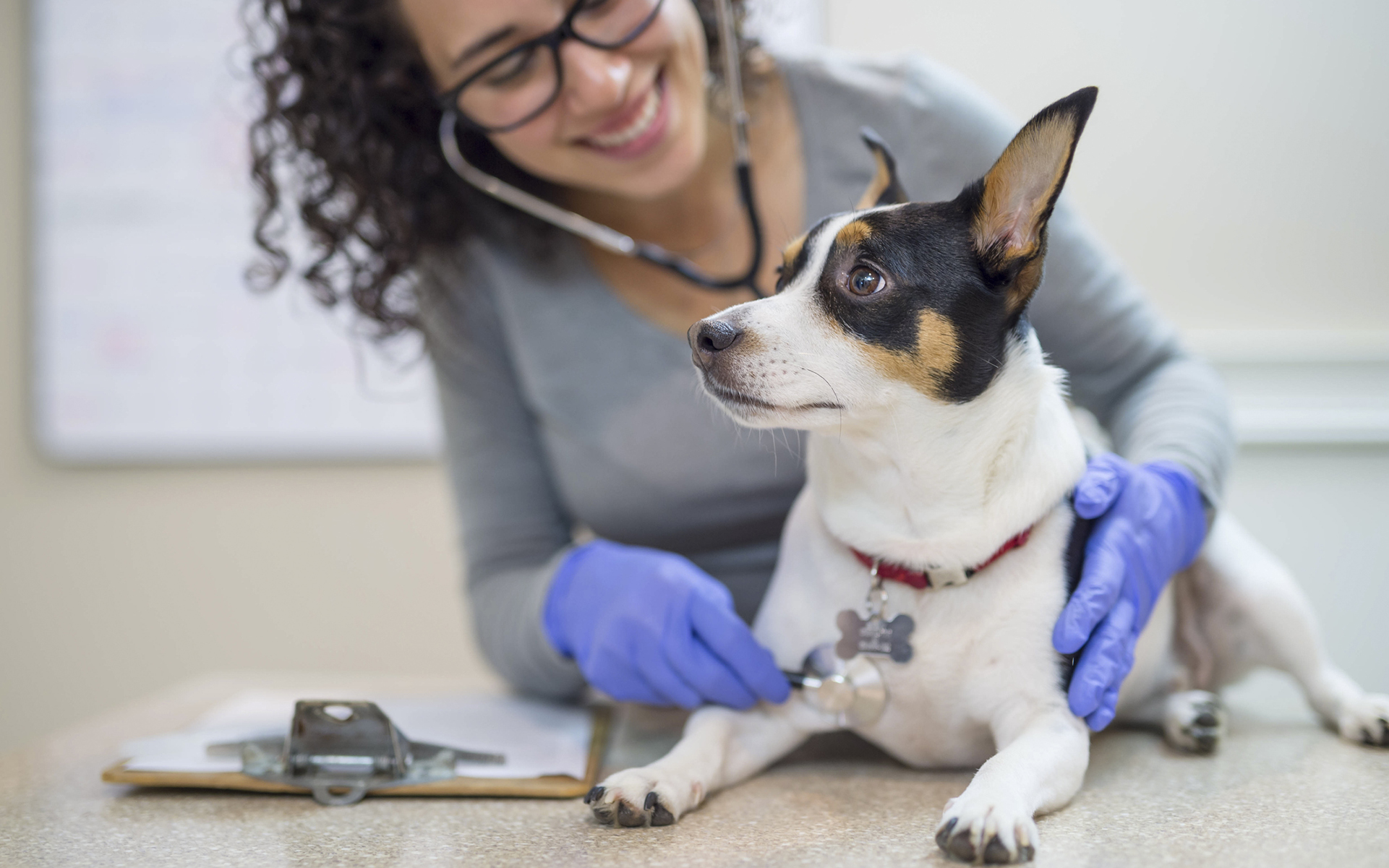 Que hace un veterinario