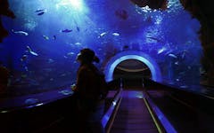 The Aquarium: Is It Worth the High?