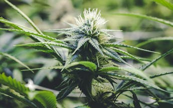 Growing marijuana plants at home