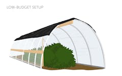 light deprivation cannabis