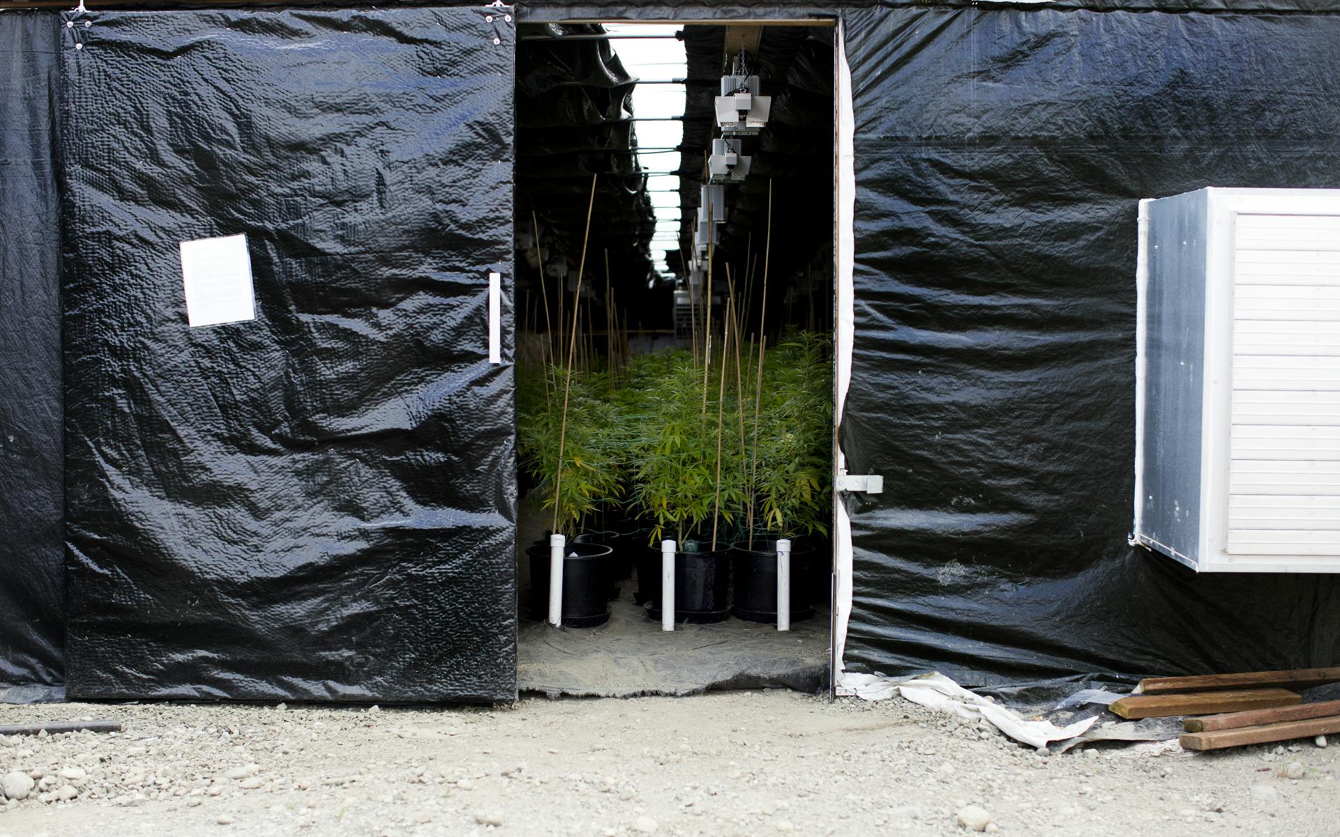 The Benefits of Setting up a Light Dep Greenhouse Leafly