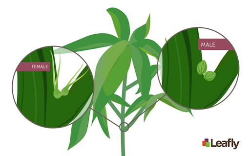 male and female cannabis sex organs