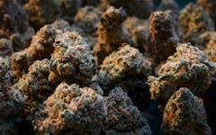 The 100 Marijuana Strains You Must Try Before You Die | Leafly