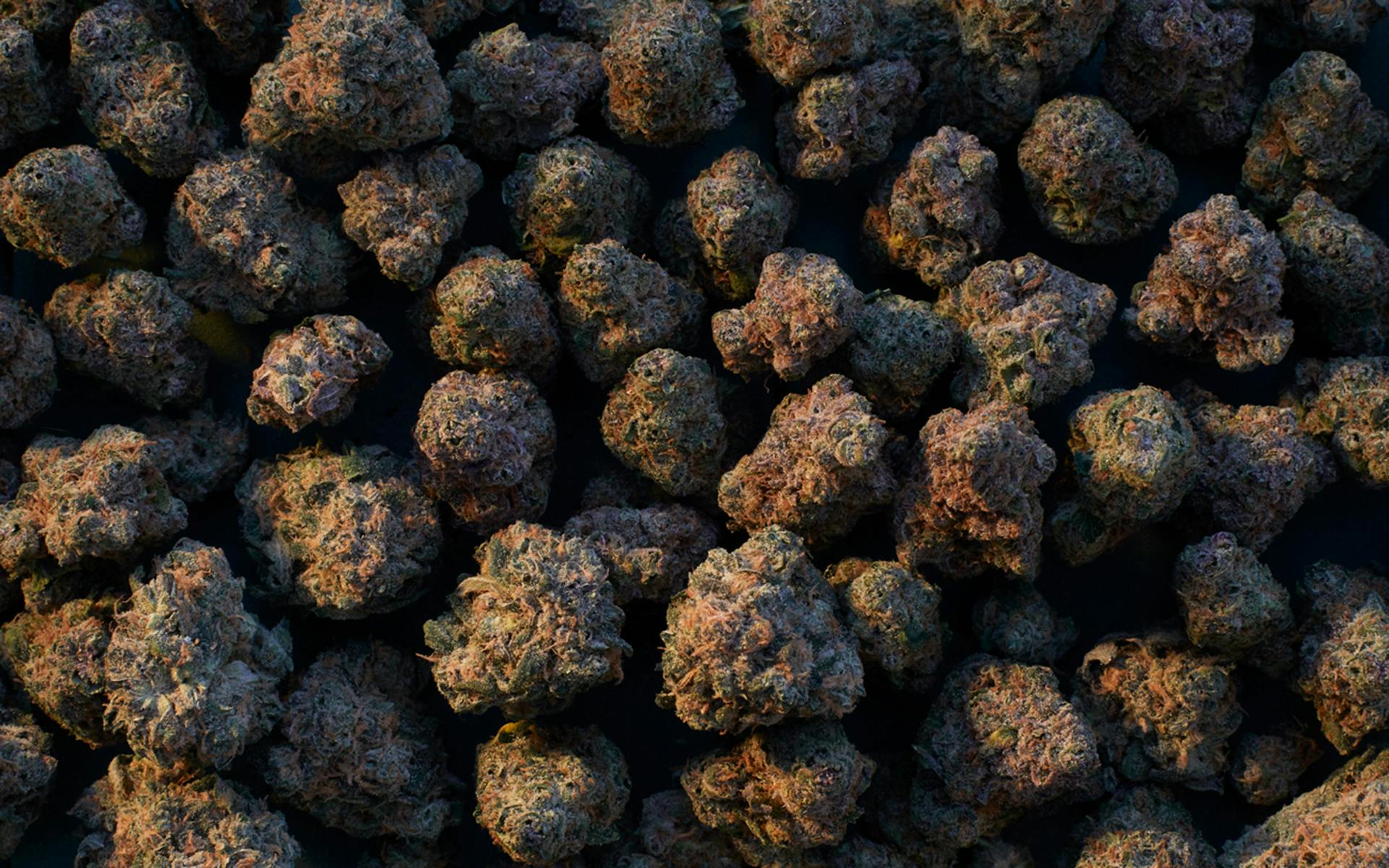 100 popular cannabis strains to try before you die image