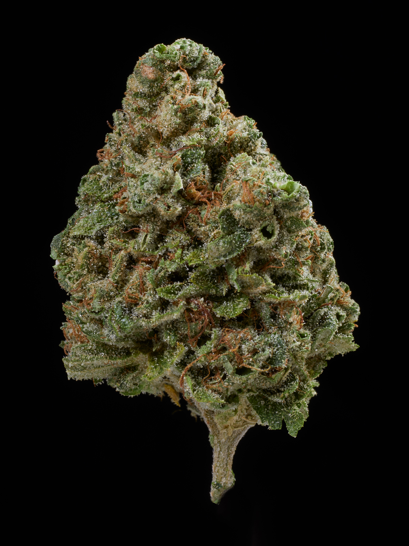 The Best Strains Of All Time 100 Popular Cannabis Strains To