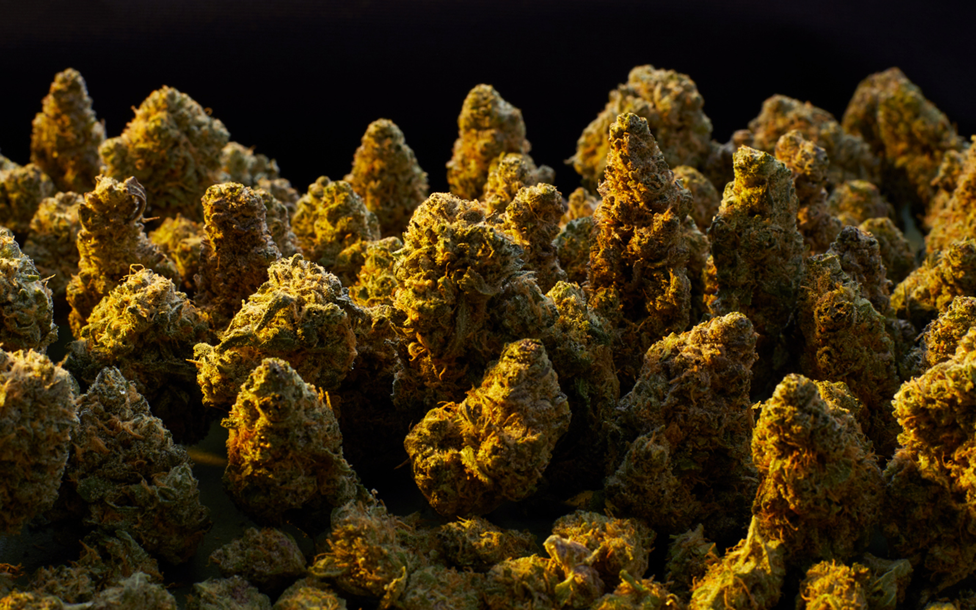 The Best Strains Of All Time: 100 Popular Cannabis Strains To Try ...