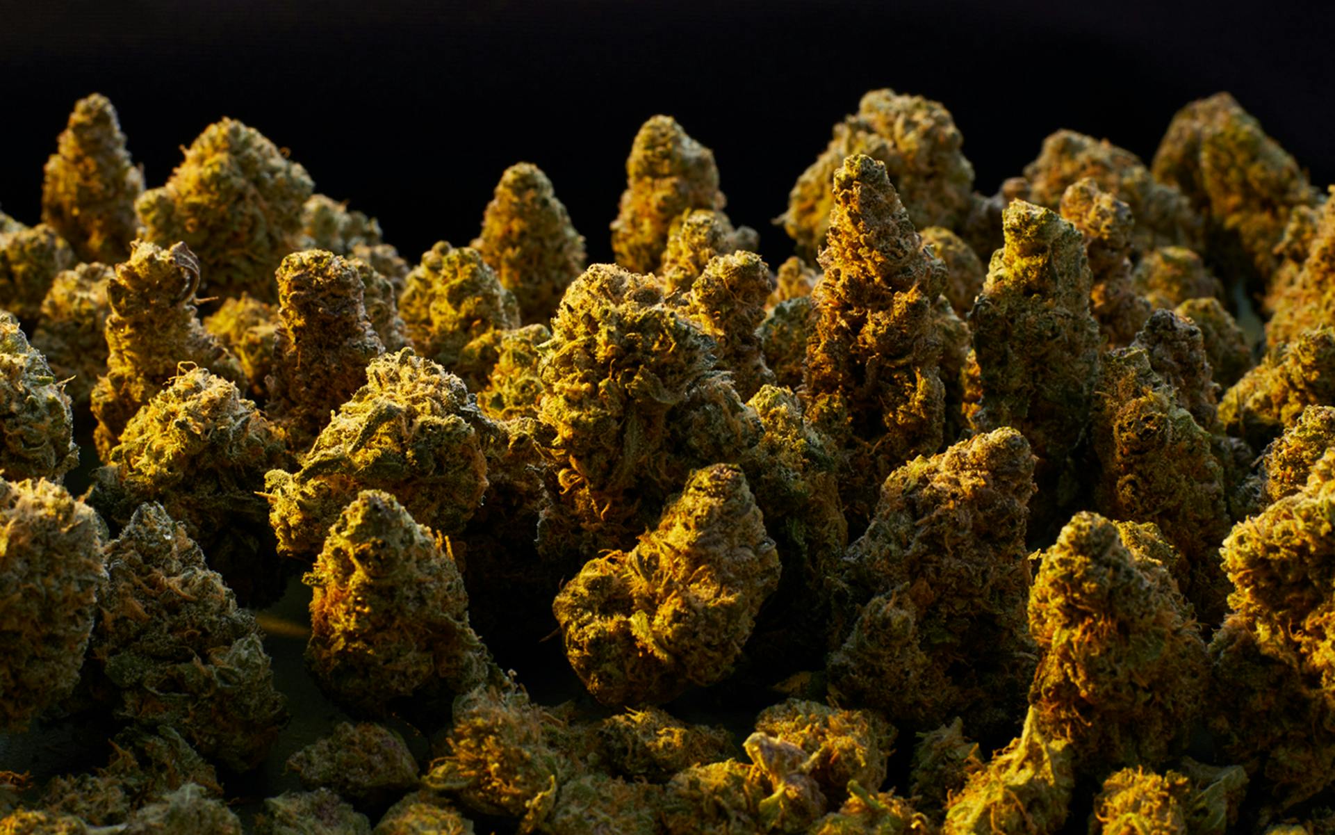 The best strains of all time 100 popular cannabis strains to try