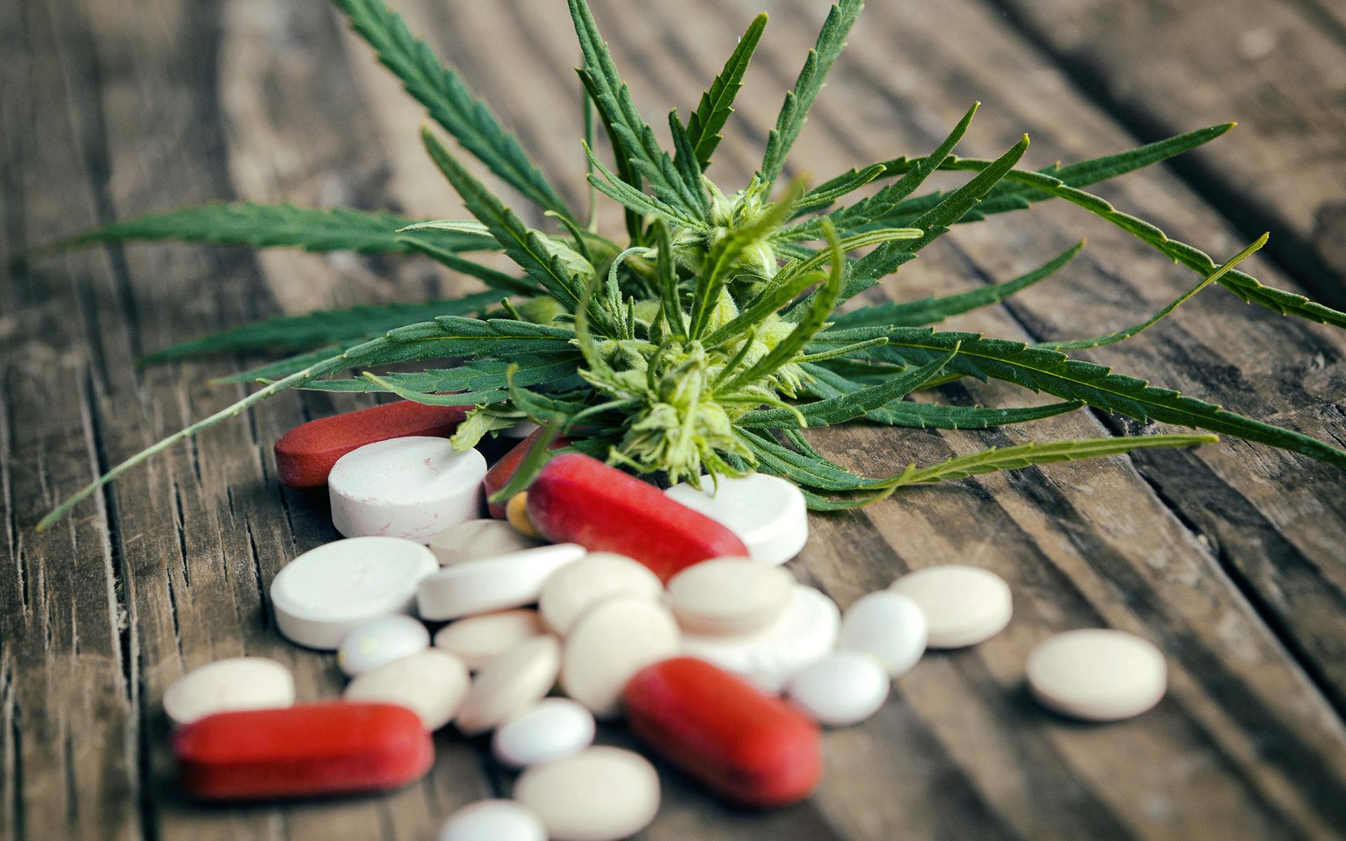 How Cannabis Can Combat the Opioid Epidemic image