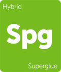Leafly Superglue hybrid cannabis strain