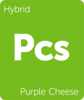 Leafly Purple Cheese hybrid cannabis strain