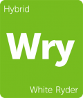 Leafly White Ryder hybrid cannabis strain