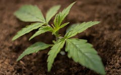 What Is a Feed Chart and How Can It Improve Your Cannabis Garden?