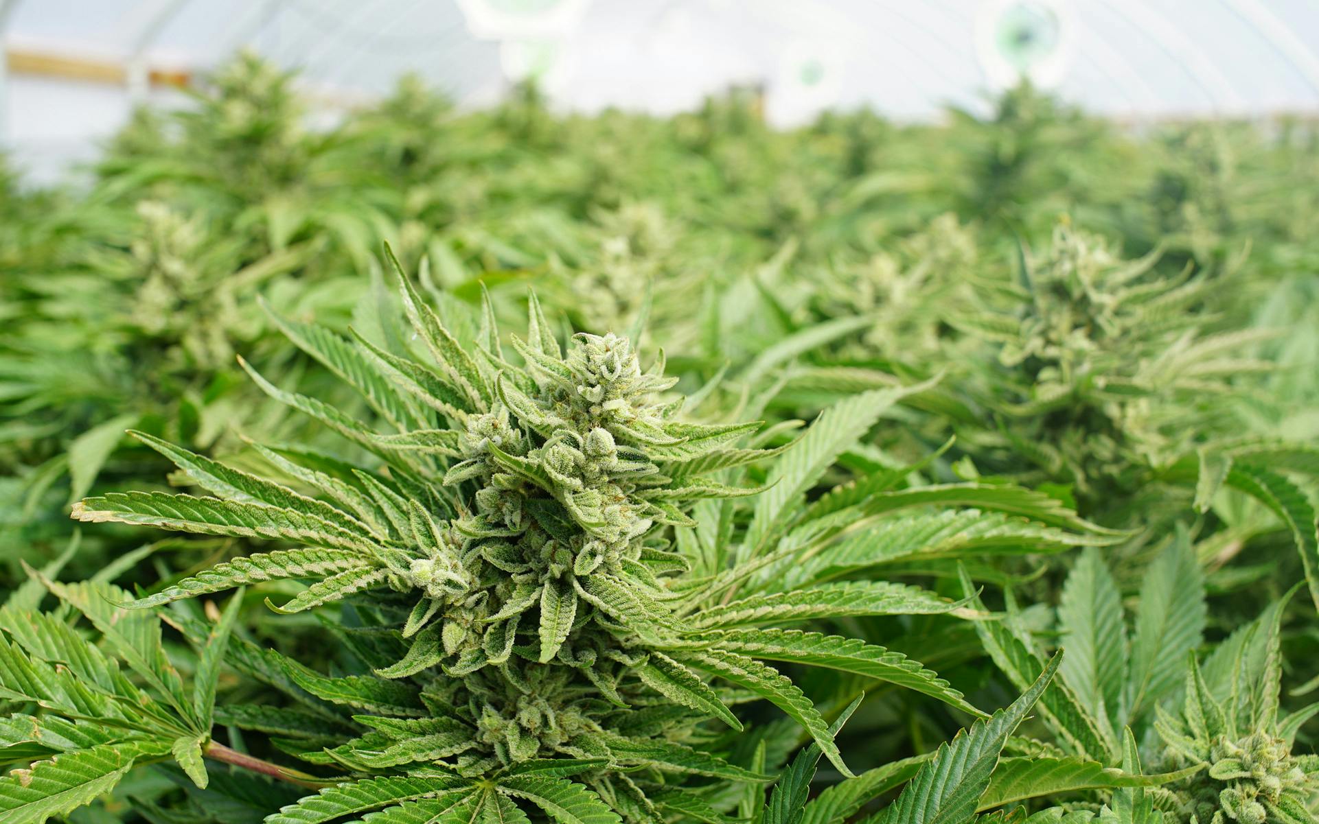 Cannabis Glossary image