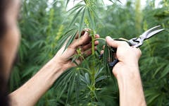 Tips for Growing Industrial Hemp