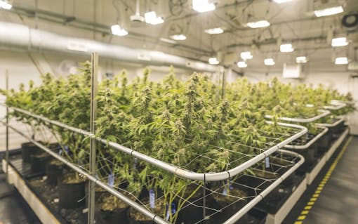 indoor marijuana grow