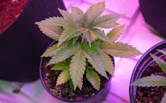 indica marijuana plant