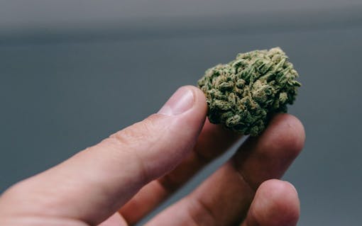 California weed strain #7: Skunk #1