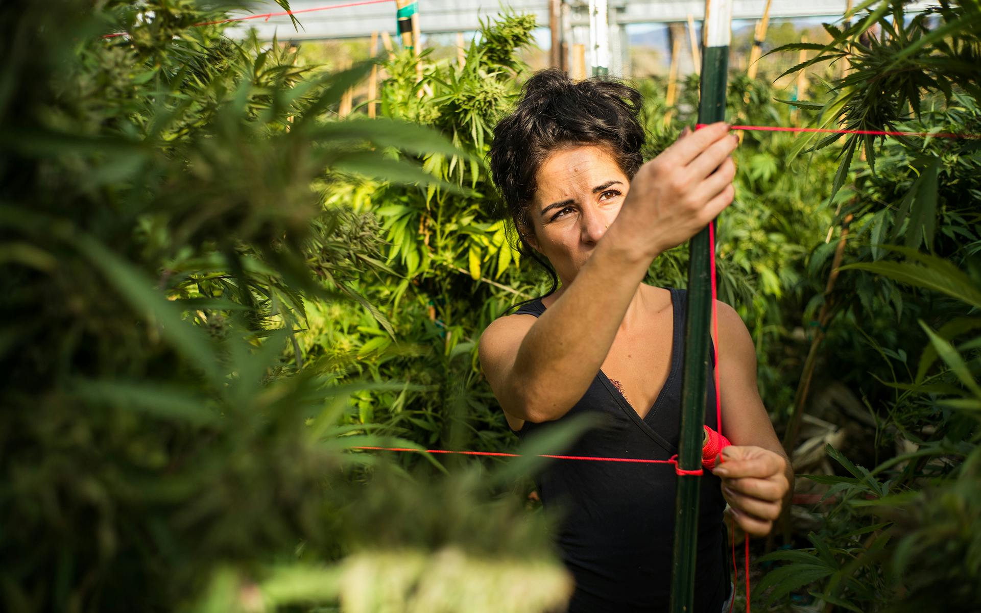 Trellising marijuana: How to support buds to increase yields image