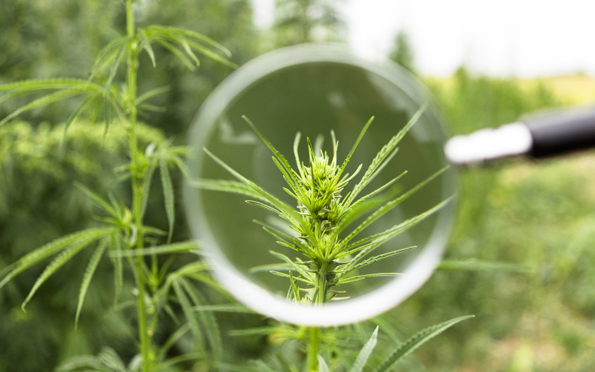 cannabis plant outdoors under magnifying glass