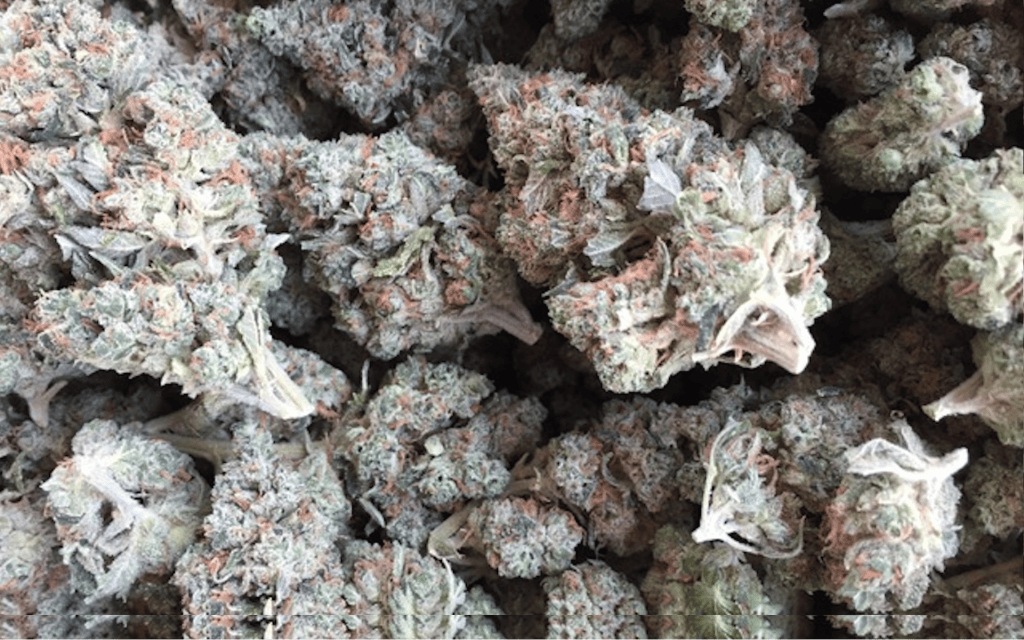 CO2 Trimming and Freeze Drying Crop to Cure in 24 Hours Leafly