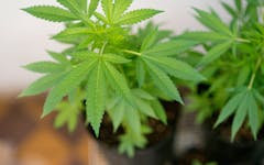 5 Tools Every Cannabis Grower Should Have