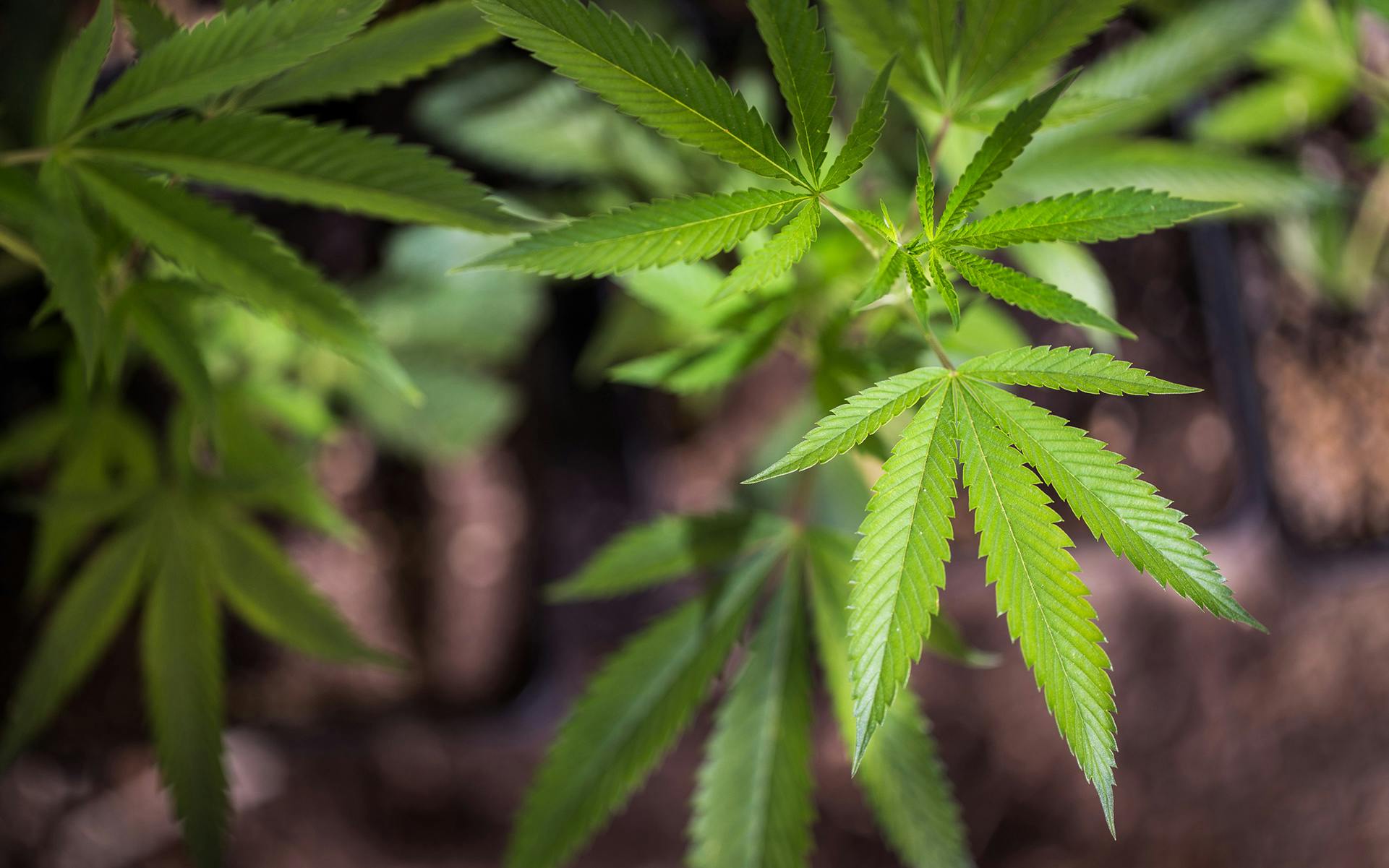 Canada Creates Craft-Scale Licenses for Cannabis Producers image