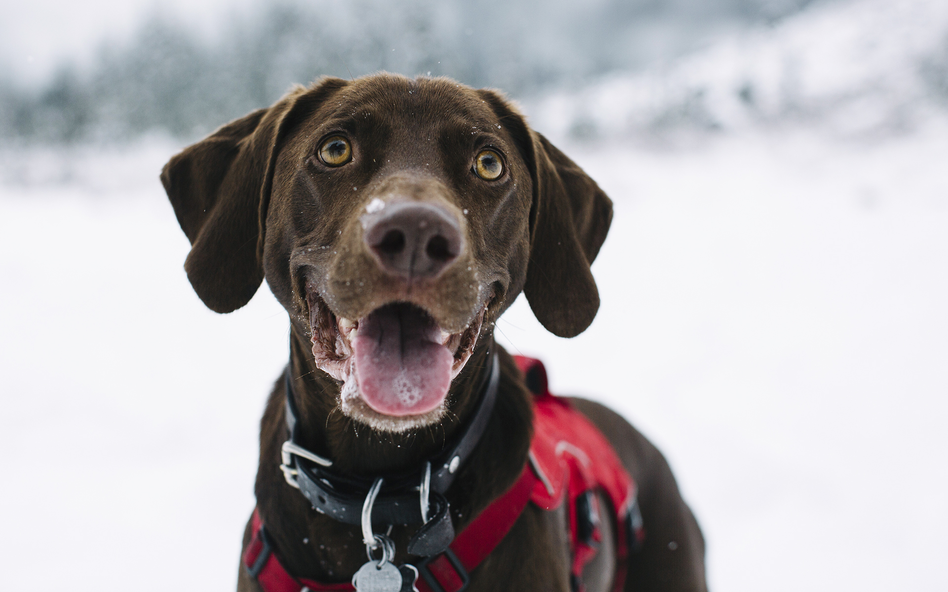 12 CBD Tinctures Made For Your Pet | Leafly