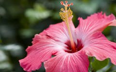 'Why Couldn't the Police See What It Was?' The Week in Cannabis Quotes