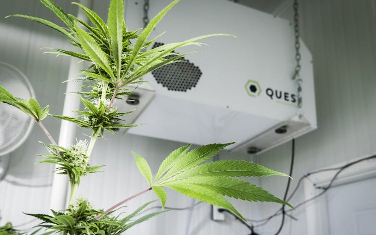 Grow Room Humidity Control: 5 Tips for Indoor Growers image
