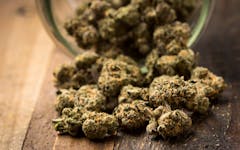 The Most Underrated Marijuana Strains | Leafly