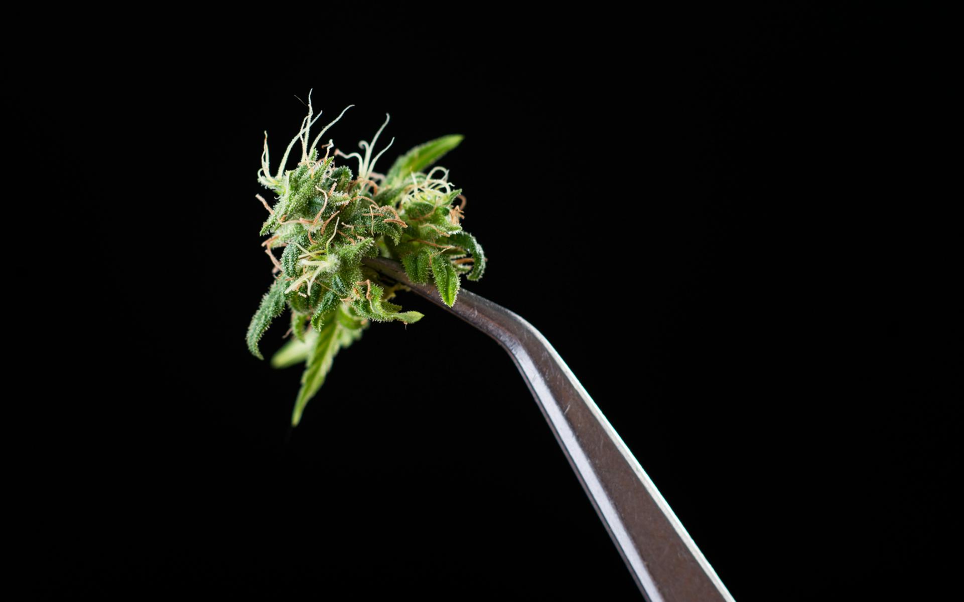 Leafly’s Cannabis Rating System Tasting Standards image