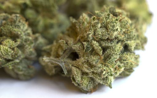 Lemonder's soft lime-green buds crack open easily, filling the nose with a diversity of funky, floral, and citrus aromas.