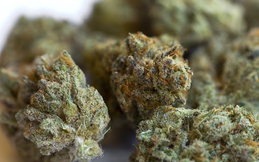 Golden Ticket offers a harmony of flavors that dance lightly across the palate, charming you with notes of tropical fruit, lemon spearmint, and fresh pine.