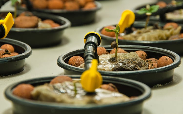 How to Grow Hydroponic Cannabis image