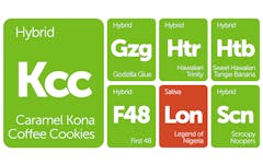 New Strains Alert: Scroopy Noopers, Godzilla Blood, Legend of Nigeria, and More