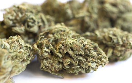 ghost train haze marijuana strain